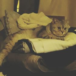 Cat lying on bed at home