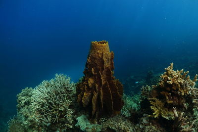 Bright coral sealife in the deep blue ocean in the philippines