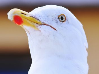 Close-up of bird