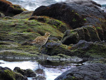 Bird perching on rock in water