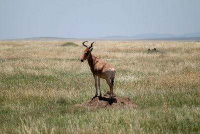 Antelope in a field