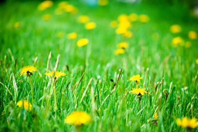 Close-up of yellow flowering plants on field