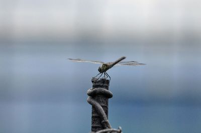 Close-up of dragonfly on pole