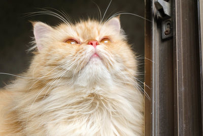 Close-up of a cat looking away