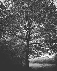 Scenic view of trees by river