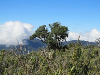 Close-up of plants against blue sky