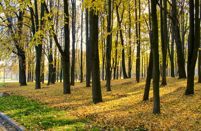 Trees growing on field in forest during autumn