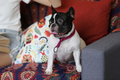 Dog sitting on sofa at home