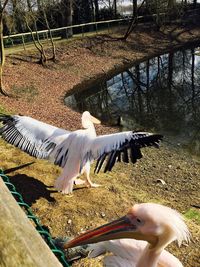 Low angle view of bird flying