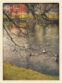 Birds on tree