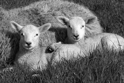 Portrait of sheep on field