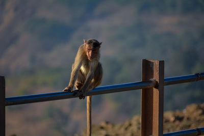 Monkey on railing against blurred background