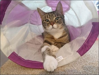 Portrait of cat lying on bed