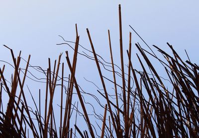 Close-up of plants against clear sky