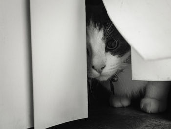 Portrait of cat hiding behind curtain