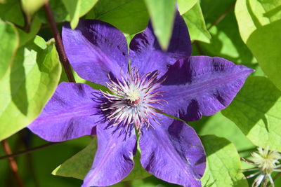 Close-up of purple flower blooming outdoors