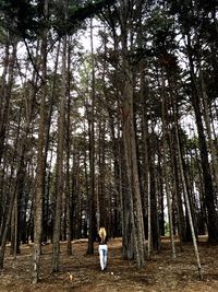 Boy standing by tree in forest against sky