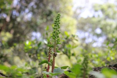 Close-up of flowering plant