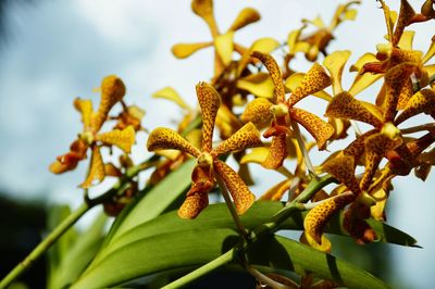 Close-up of yellow flowering plant