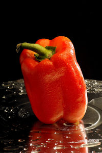 Close-up of wet red bell pepper against black background