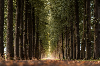 Trees in forest along an alley