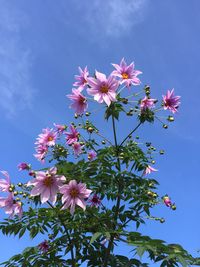 Low angle view of pink cherry blossoms against sky