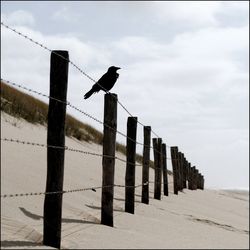 Low angle view of bird perching against sky