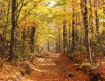 Trees in forest during autumn