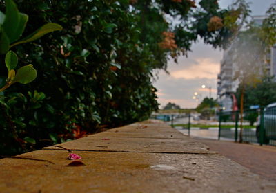 Close-up of leaves on footpath against trees