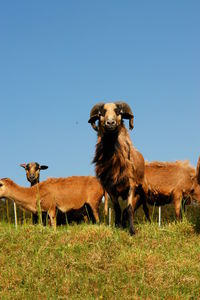 Goats grazing on field against clear blue sky