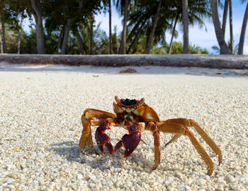 Close-up of crab on beach