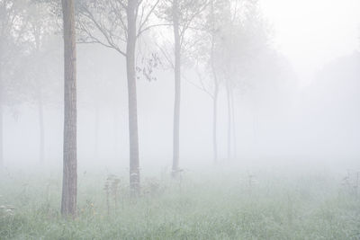 Trees in forest during foggy weather