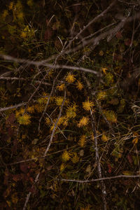 Full frame shot of trees in forest
