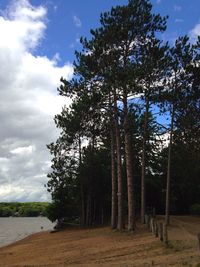 Trees on landscape against cloudy sky