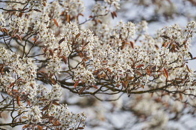 Close-up of cherry blossom tree