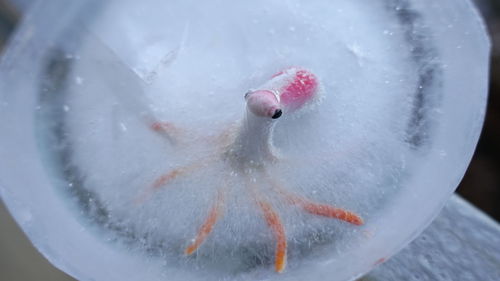 Close-up of jellyfish in water