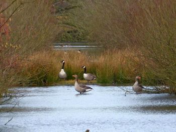 Ducks swimming on lake