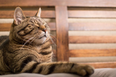 Close-up of cat sleeping