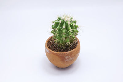 Close-up of potted cactus plant against white background