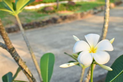 Close-up of white flowers