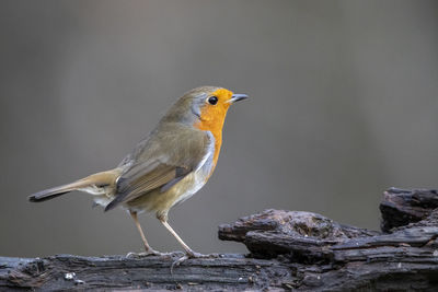 Close-up of bird perching on rock