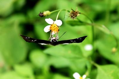 Close-up of flower on plant