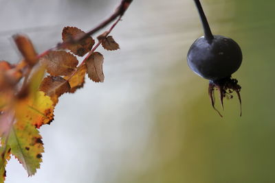 Close-up of leaves on twig