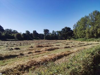 Scenic view of trees on field against clear blue sky