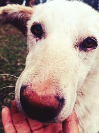 Close-up portrait of dog