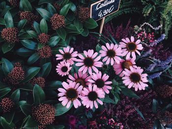 High angle view of flowers blooming outdoors