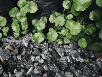 High angle view of plant growing on rock