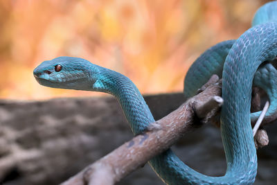 Close-up of a blue insularis viper snake