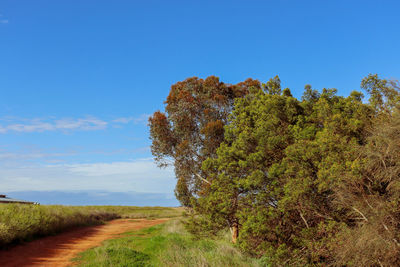 Trees on field against blue sky