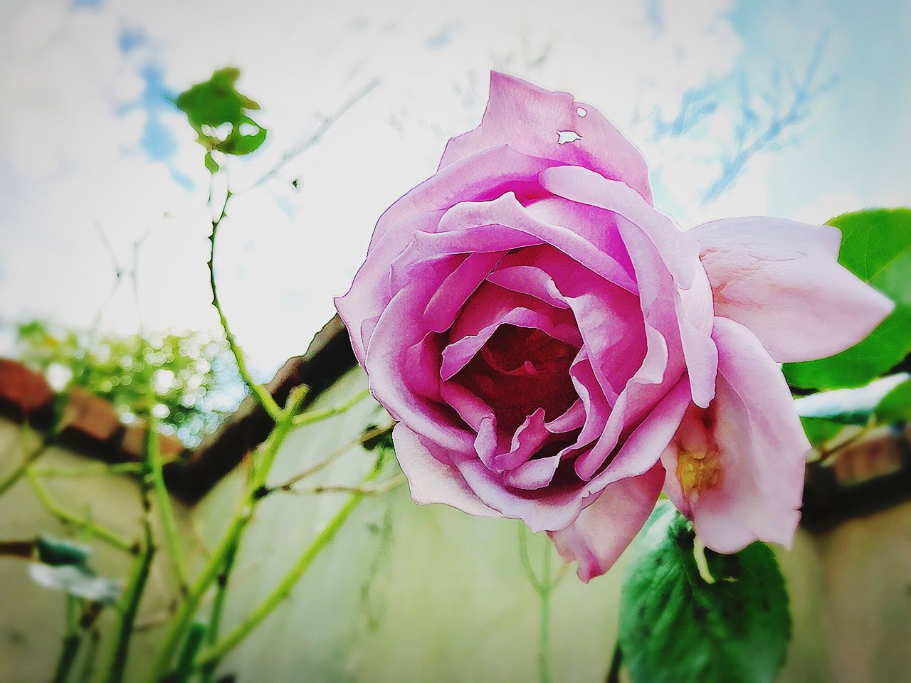 growth, pink color, plant, nature, leaf, flower, fragility, freshness, beauty in nature, close-up, petal, no people, day, outdoors, flower head